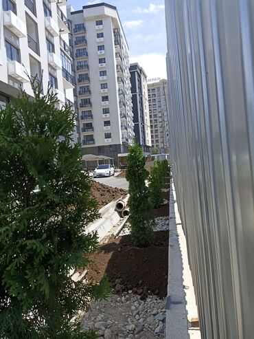 Декоративные деревья: Продаются декоративные хвойные растения 🌿🌲 Мы имеем большой опыт — 2