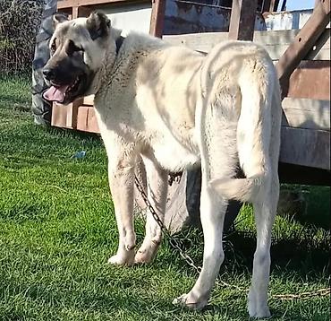 İtlər: Kanqal — 6