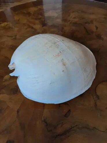 Akvariumi: Tri velike, izuzetno lepe skoljke. Dimenzija i cena: 30x23cm 4000din — 6