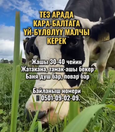 работа для женщин: Требуется Скотник, Оплата Сдельная, Питание