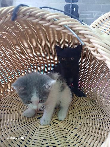 продаю котят бишкек: Котята — домашние любимцы Описание: - Милые котята разной окраски — 4