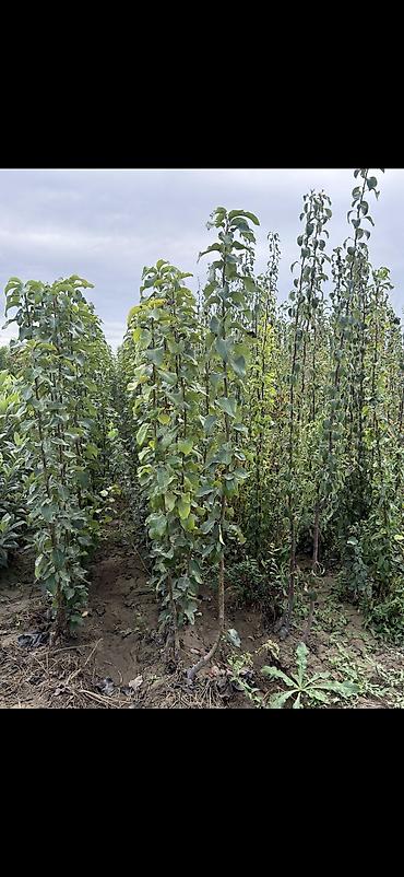 Ağaclar: 🌳 Meyvə ağacları və tinglər satılır! Alma Ərik, şaftalı Alça, gilas -da lalafo.az — 11 Ağaclar: 🌳 Meyvə ağacları və tinglər satılır! Alma Ərik, şaftalı Alça, gilas — 11