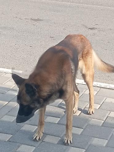 quba heyvan satisi: Belçika Malinua tipli iti - Orta-böyük ölçülü, atletik quruluş - — 1