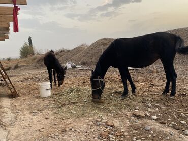 продам лабрадора: Жылкы сатылат кулуну менен кулуну эркер экинчи туут жайлодон келди