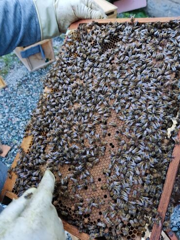 машинка для стрижки животных: СРОЧНО Продаю пчелопакеты порода КАРНИКА 3 Расплода Печатного+кормовая