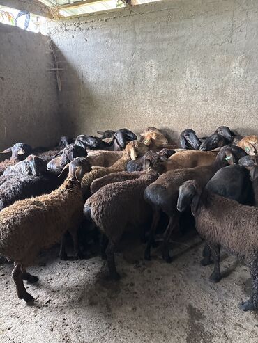 наполнитель для животных: Сатам | Ургаачы кой (ургаачы), Козу, Кочкор (эркек) | Арашан | Союуга, Көбөйтүү үчүн | Ургаачы