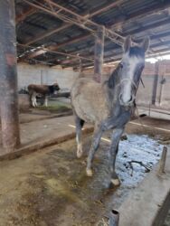 сколько стоит кролик домашний: Сатам | Байтал | Көбөйтүү үчүн, Союуга