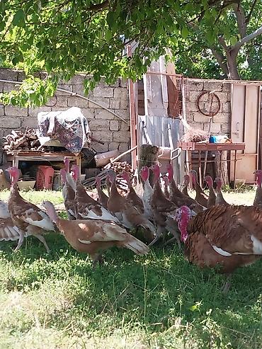 Quşlar: Kanada Borbon hindiuşkaları satılır ! 
28 fevral çıxmış cücələrdi ! — 9