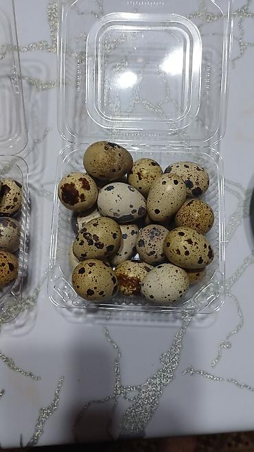 Азык-түлүктөр: Перепелинные яйца! Вкусные! Перепелов кормим только натуральным кормом — 3
