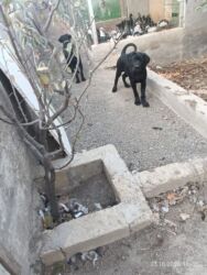 İtlər: Kane-Korso, Erkek, Sənədli, Ünvandan götürmə — 3