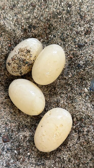 домашние рыбы: Продаю водных черепах🐢🐢. Самец и самочка❤️❤️. Не родственники. Несут