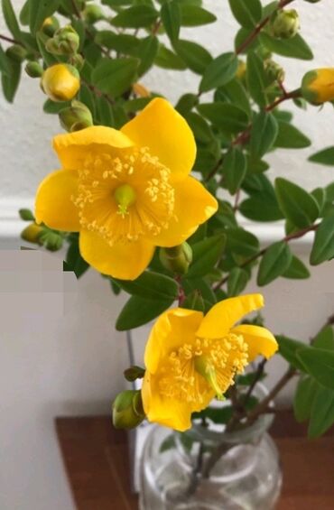 Toxumlar: Həyət gülleri. 90növ çesid var! — 17