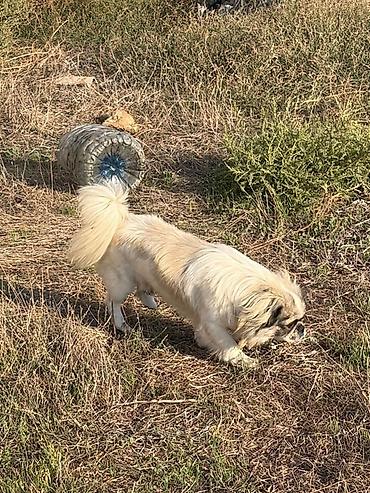 it pekines: Pekines, 1 il, Erkək, Peyvəndli — 1