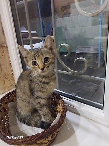 Мышыктар: Котёнок тигрового окраса девочка. рыжий мальчик, отдам в хорошие — 3