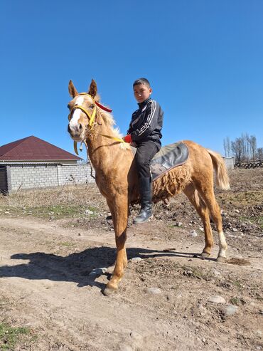 Лошади, кони: Продаю | Жеребенок