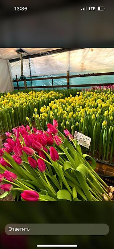 Букеты из живых цветов: Тюльпаны с теплицы — свежесрезанные, на крепком стебле, с тугими — 4