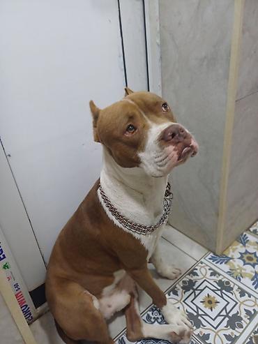 Pitbul, Erkək lalafo.az -da Pitbul, Erkək