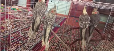 Tutuquşları: Salam.Tam saglam 8ayliq. 4 eded var Isteyen buyursun cutunu alana — 8