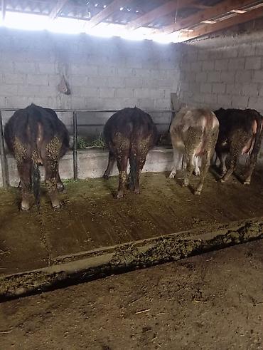 Коровы, быки: Продаю | Корова (самка) | Для молока | Привязанные at lalafo.kg — 2 Коровы, быки: Продаю | Корова (самка) | Для молока | Привязанные — 2