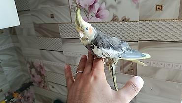 papuqay type 1: Korella balalari satilir 4-5 aykiqdilar ele oyresibler 4 ededi biri — 3