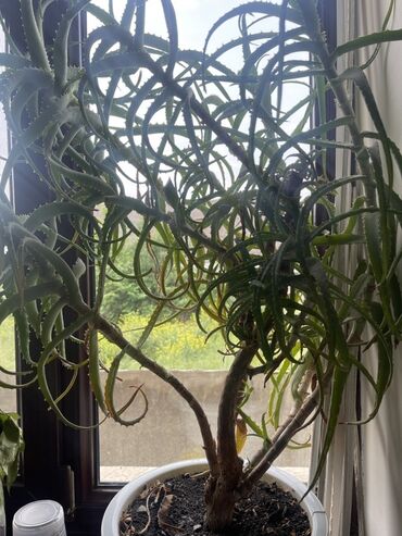 искусственные растения: Алоэ древовидное (Aloe arborescens) в крупном напольном горшке. -