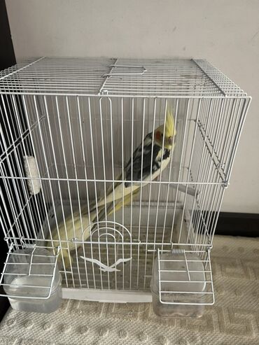 дом кота: Клетка для птиц с аксессуарами + пара корелл (нимф) Описание: -