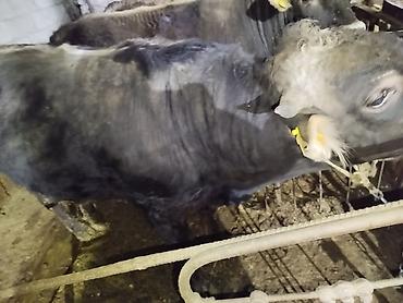 Коровы, быки: Продаю | Бык (самец) | На забой — 2