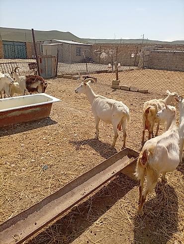 Keçilər, çəpişlər: SAF KAN SANEN FIRANSIZ IRKI KEÇİLER MACAR IRKI KEÇİLER ÇEPİÇLER BOĞAZ — 19