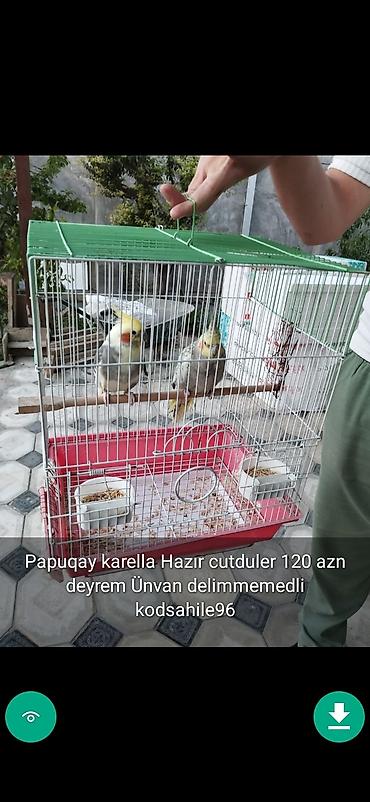 korella satışı: Quşlar qəfəslər şekillerde qiymətler məlumatlar qeyd olunub unvan — 3