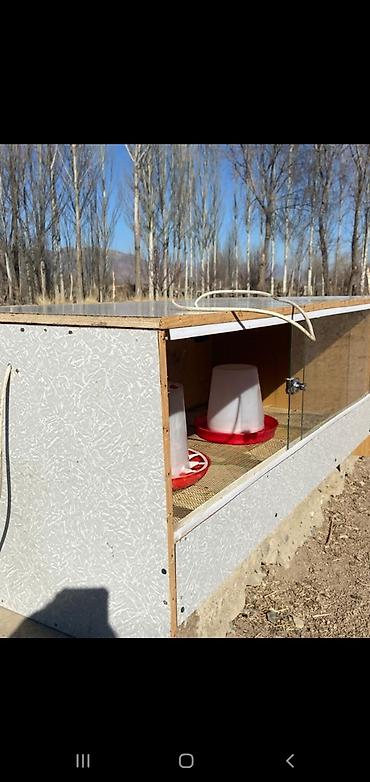 Товары и оборудование для с/х животных: Брудер для цыплят/молодняка птицы - Закрытая теплая коробка с — 1