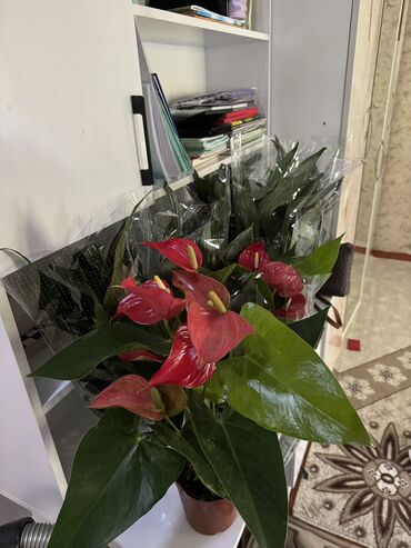 огурцы помидоры: Декор для дома и сада