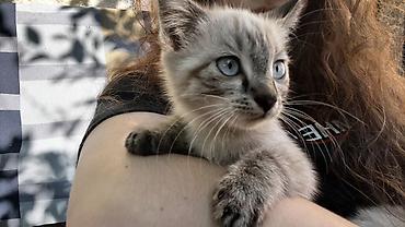 Котята ищут новый дом!✨ Бесплатно!!! - Активные и любопытные, подходят