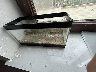 akvarium zavod istehsalı: Quru Tısbağası🐢 və qabı ilə satılır tısbağa təmiz heyvandır əl — 1