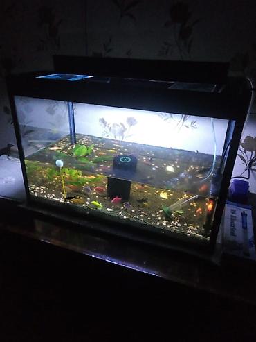 akvarium filterleri: Akvaryum dəsti – tam işlək komplekt Xüsusiyyətlər və tərkib: - Şüşə — 1