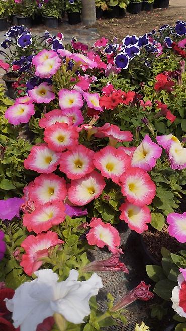 bənovşəyi gullər: Məhsul: Saksıda petuniya (Petunia) dekorativ çiçəklər Təsvir: - Rəng — 2