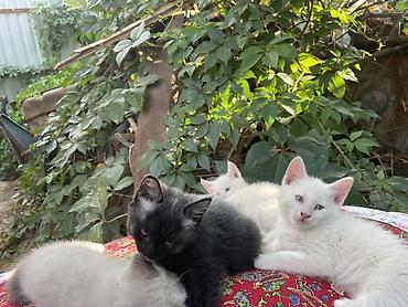 щенки сао: Отдаю котят 2 мес 2 мальчика 1 девочка район кок жар жилмассив — 4
