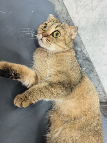 Pişiklər: Şotland yastı qulaq, Dişi, Yaxşı əllərə — 8