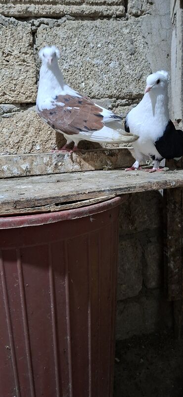 Göyərçinlər: Qoşa əbrəş çəp əbrəş quyruq erkəy qızqın super heyvandı mayasıda qara — 2