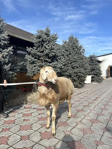 Баран, овца: Продаю | Баран (самец) | Для разведения | Племенные — 2