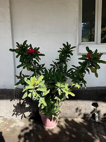 Молочаи: Молочай Миля (Euphorbia milii), крупный куст в горшке - — 4