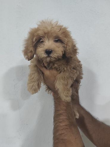 balaca şirin itler: Pudel, 3 ay, Erkək, Peyvəndli, Ödənişli çatdırılma — 7