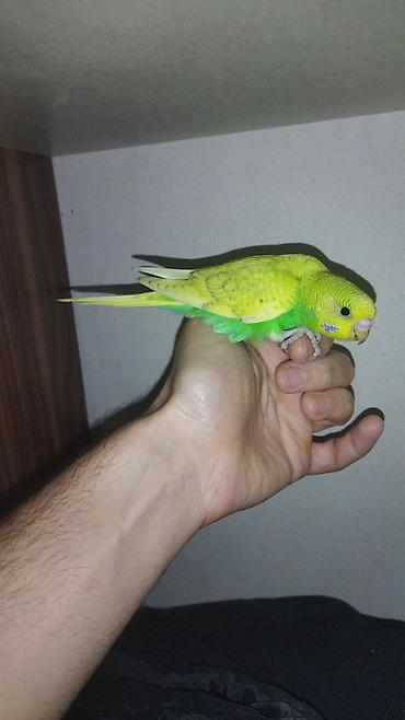 Tutuquşları: Il — 5