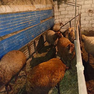 alabay satilir: Salam qoyunlar obtavoy satiram cavan heyvanlardı hamisi 1 2 bala verən — 2