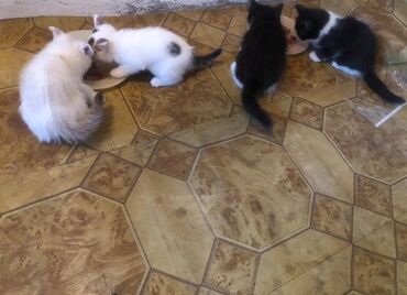 отдам кота в добрые руки: Отдадим в хорошие руки бесплатно. Маленькие котята разных окрасов