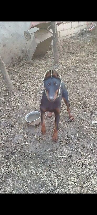 İtlər: Doberman, 1 il, Dişi, Peyvəndli, Ünvandan götürmə