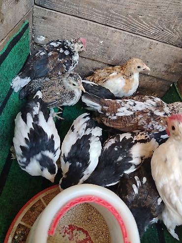 Toyuqlar: Toyuq, Milflör, Damazlıq — 9