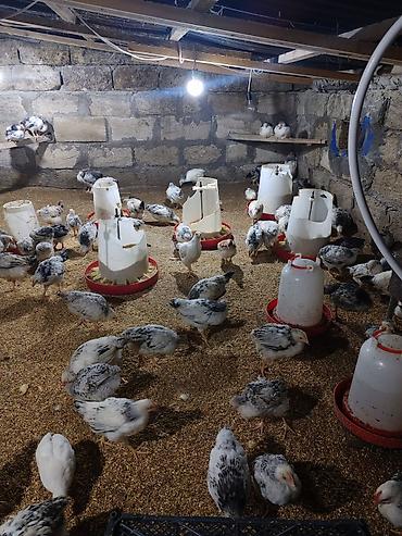 kirpi satisi: Təcili Satılır Serebris F6 colpaları 125 ədəd Colpa irili xırdalı 2 ay — 8