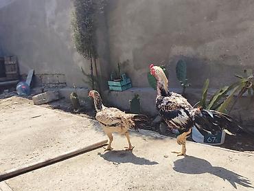 yerli qaz: Heyrati satilir. Qiymet cutune aiddi. Ela damazliqdi doyusken xoruzdu — 3