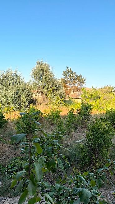 şabran torpaq: 7 sot, Kənd təsərrüfatı, Kupça (Çıxarış) — 1