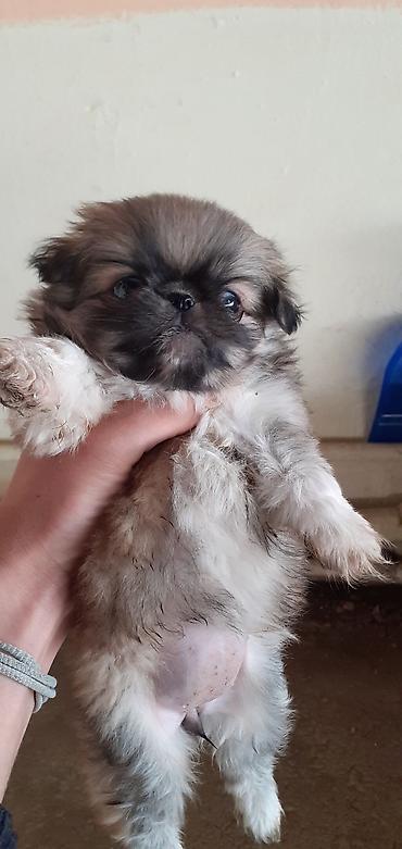 İtlər: Pekines, 1 ay, Peyvəndli — 9